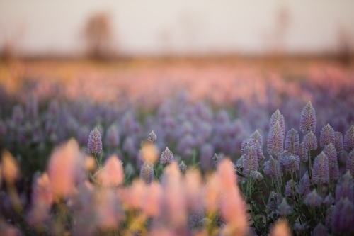 Native flower field - Australian Stock Image