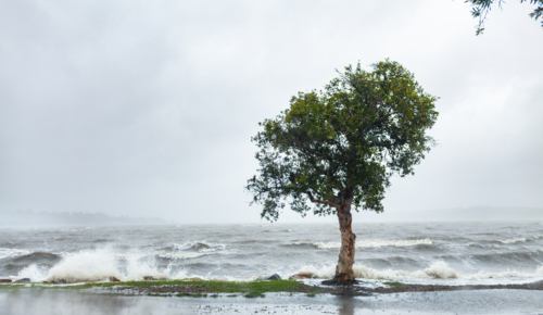 Native paperbark tree on shore of bay with wind whipping up waves during rain storm - Australian Stock Image