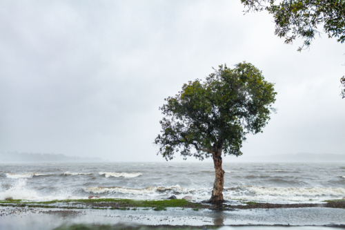 Native paperbark tree on shore of bay with wind whipping up waves during rain storm - Australian Stock Image