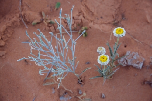 Native plant and wildflowers in sand dune - Australian Stock Image