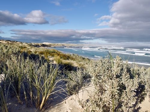 Native plants and grasses growing in sand dunes at remote beach - Australian Stock Image