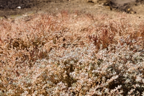 Native plants - Australian Stock Image