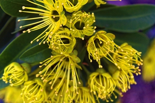 Native tree with yellow flowers, Golden Penda, Xanthostemon chrysanthus - Australian Stock Image