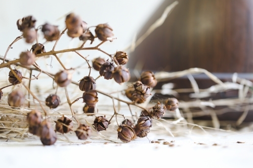 Natural dried seed pods and grasses on white background - Australian Stock Image