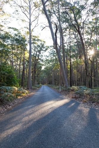 Natural Park Road at sunset - Australian Stock Image