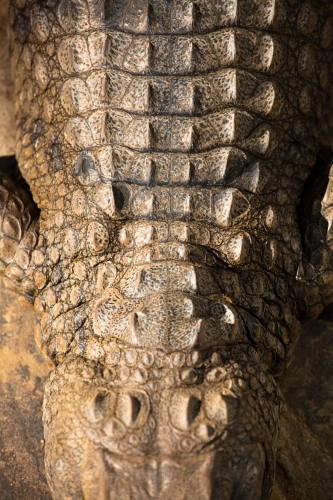 Neck section of a freshwater crocodile - Australian Stock Image