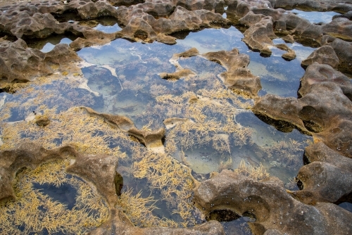 Neptune’s necklace (Hormisira banksii) in a rock pool - Australian Stock Image