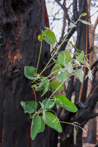 New growth after the bushfire - Australian Stock Image