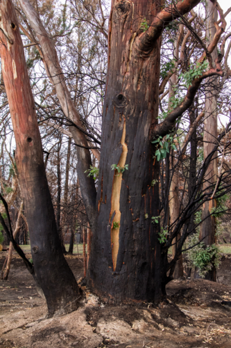 New growth after the bushfire - Australian Stock Image