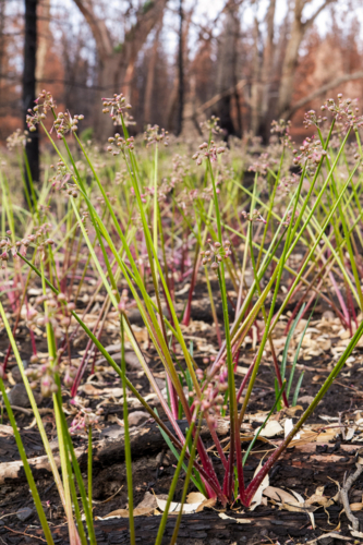 New growth after the bushfire - Australian Stock Image