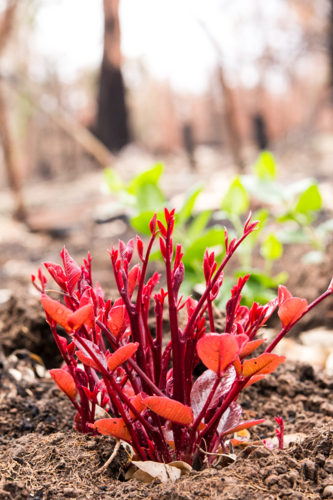 New growth after the bushfire - Australian Stock Image