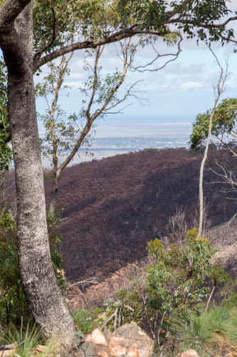 New growth after the bushfire - Australian Stock Image