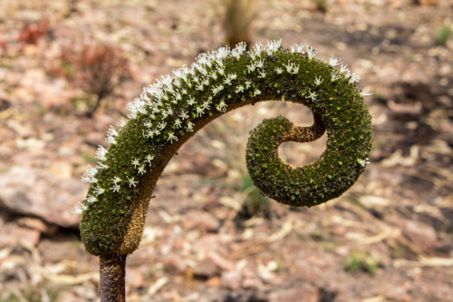 New growth after the bushfire - Australian Stock Image