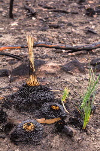 New growth after the bushfire - Australian Stock Image