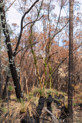 New growth after the bushfire - Australian Stock Image