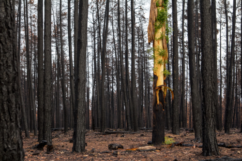 New growth after the bushfire on single tree trunk - Australian Stock Image