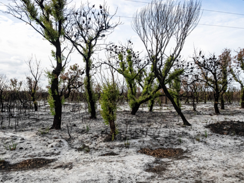 New growth on blackened branches and trees with ash on the ground after bushfire - Australian Stock Image