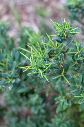 new growth on coast beard heath - Australian Stock Image