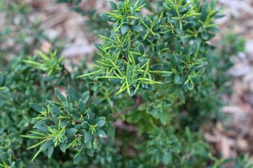 New growth on coast beard heath shrub - Australian Stock Image