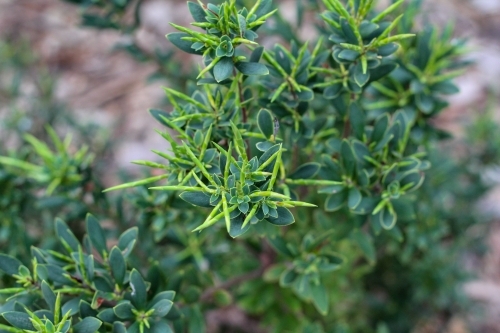 new growth spikes on native shrub - Australian Stock Image