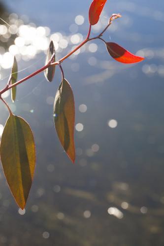 New gum leaf growth against sparkling water - Australian Stock Image