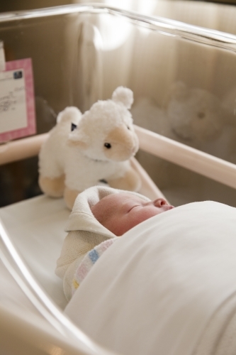 newborn baby wrapped in a blanket in a crib with a toy lamb at hospital - Australian Stock Image