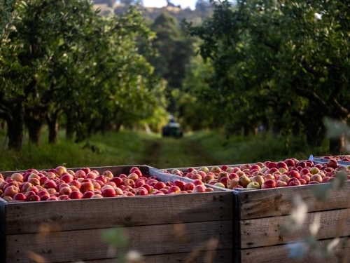 Newly harvested apples in a wooden crate in the orchard - Australian Stock Image