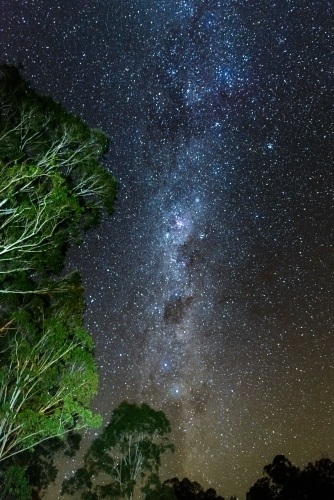 Night sky view of the milkyway framed by tall trees - Australian Stock Image