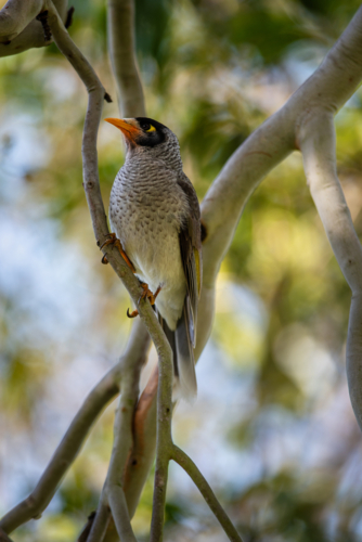 Noisy Miner bird in a Eucalyptus tree - Australian Stock Image