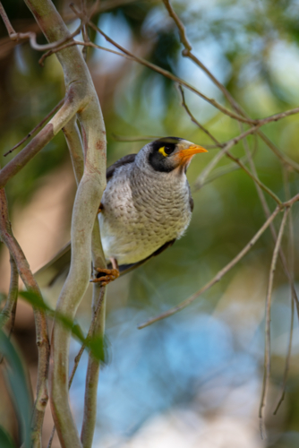 Noisy Miner perched in a Eucalyptus tree in vertical format - Australian Stock Image