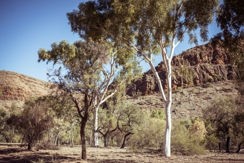 Northern Territory outback landscape of gum trees