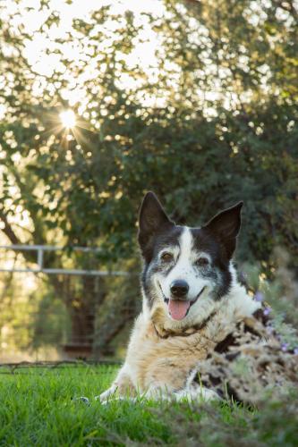 Old farm dog resting in the garden - Australian Stock Image