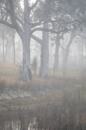 Old grey gum trees by a waterhole on a misty morning - Australian Stock Image