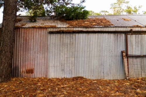 Old shed under a pine tree - Australian Stock Image