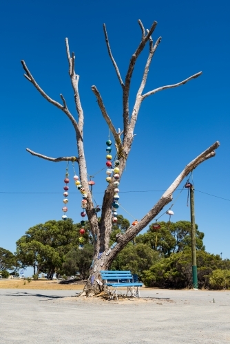 Old Tree With Buoys Hanging Off In Seaside Town - Australian Stock Image