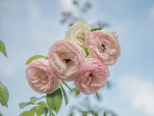 Old vintage roses under a soft blue sky - Australian Stock Image