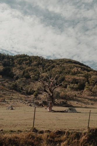 Old weathered tree on a rural property on Brungle Road - Australian Stock Image