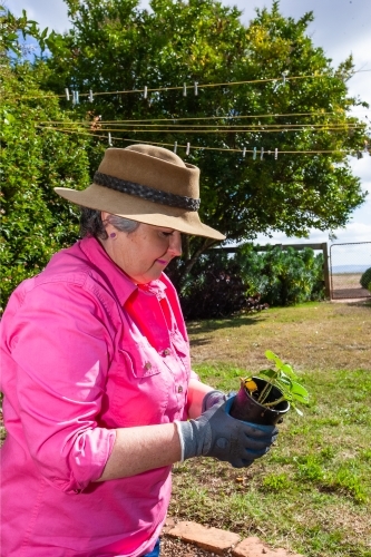 Old woman holding a pot of plant - Australian Stock Image
