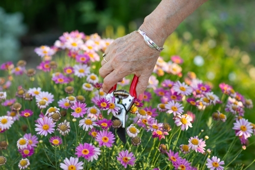 older lady's hand holding secateurs cutting  off deadheads from daisy bush - Australian Stock Image