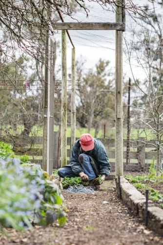 Older Man Working In Vegetable Garden - Australian Stock Image