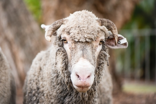 Older sheep looking at camera - Australian Stock Image