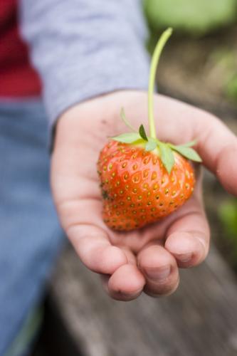 One fresh strawberry in child's hand - Australian Stock Image