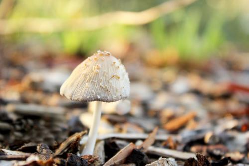 One toadstool growing in the garden - Australian Stock Image