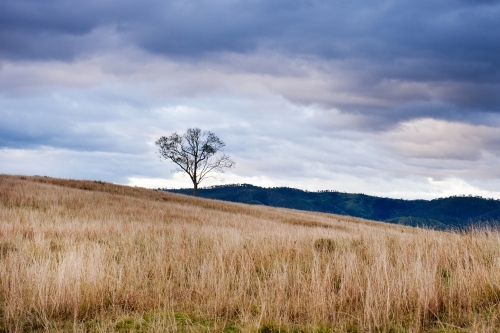 one tree in country Queensland landscape with purple sunset clouds - Australian Stock Image