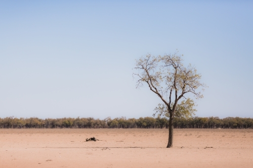 One tree in the foreground of a drought paddock - Australian Stock Image