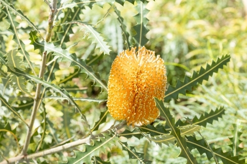 orange banksia flower - Australian Stock Image