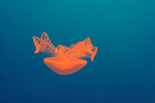 Orange common jellyfish Aurelia aurita floating in clear blue water - Australian Stock Image