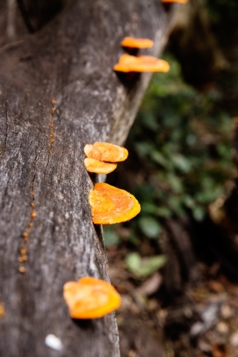 orange fungi on log - Australian Stock Image