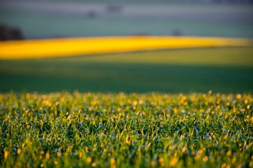 Orange light over Beckom wheat with yellow background - Australian Stock Image