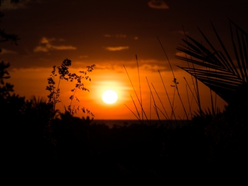 Orange sunset through foliage - Australian Stock Image